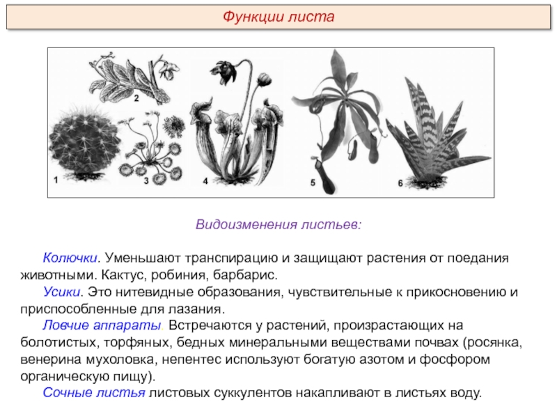 Какие видоизменения листьев изображены на рисунке у кактуса гороха росянки саррацении непентеса алоэ