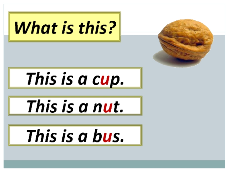 What is this? This is a nut.This is a cup.This is a bus.