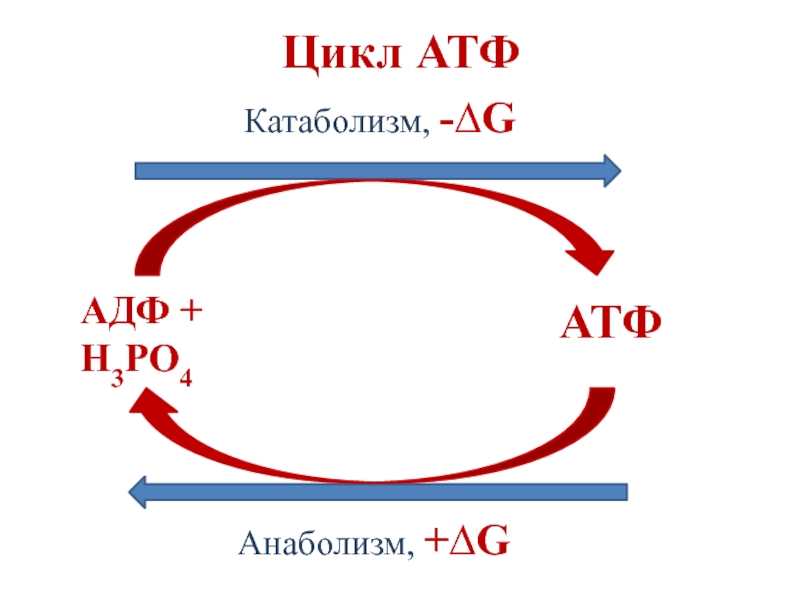 Цикл атф адф. АТФ АДФ схема. Схема превращения АТФ В АДФ. Цикл АТФ-АДФ биохимия.