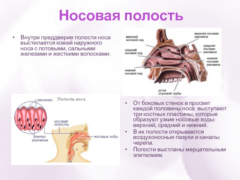 Наружный нос и полость носа