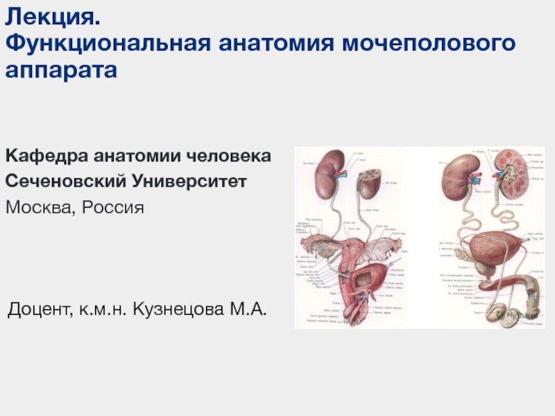 Лекция.
Функциональная анатомия мочеполового аппарата
Кафедра анатомии