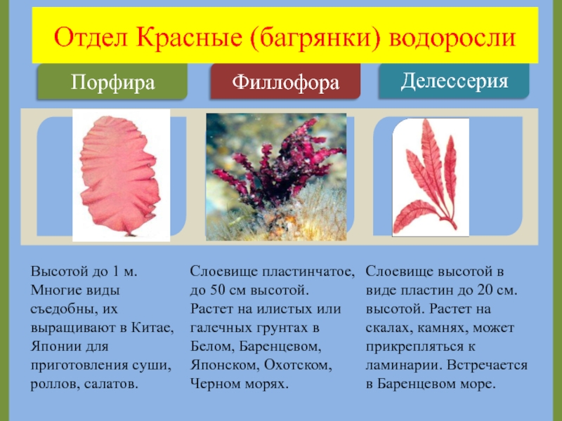 Характеристика красных водорослей. Отдел красные водоросли (багрянки) делессерия. Отдел красные водоросли багрянки представители. Красные водоросли багрянки Филлофора порфира. Красные водоросли багрянки строение.