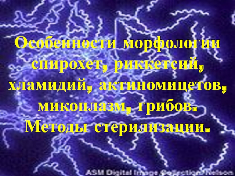 Особенности морфологии спирохет, риккетсий, хламидий, актиномицетов, микоплазм, грибов. Методы стерилизации.