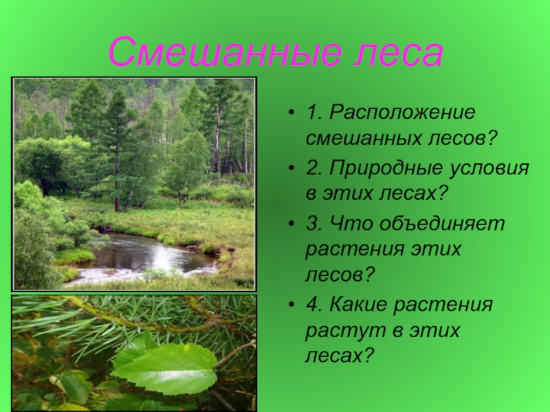 Условия леса. Природные условия леса. Природные условия в лесах. Природные условия в смешанных лесах. Природные условия в лесах России.