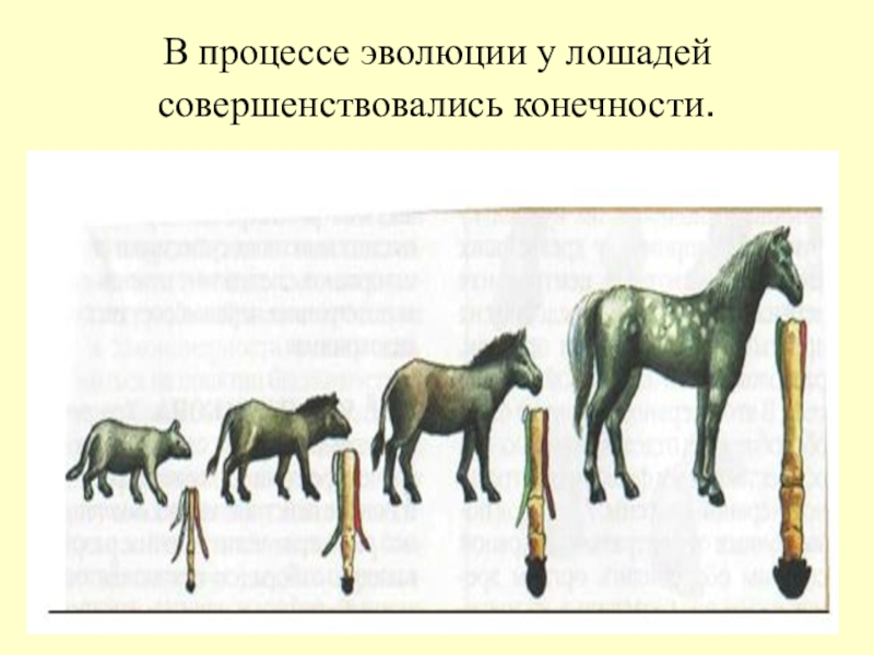 Примеры переходных форм и филогенетических рядов. Филогенетический ряд конечностей лошади. Эволюция филогенетический ряд лошади. Филоґенетический РЧД лошади. Филетическая Эволюция лошади.