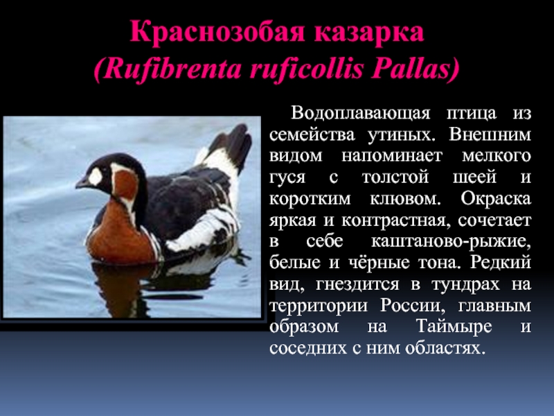 Птица семейства утиных кроссворд. Гусь Краснозобая казарка. Краснозобая казарка ареал обитания. Краснозобая казарка кратко. Краснозобая казарка описание краткое.