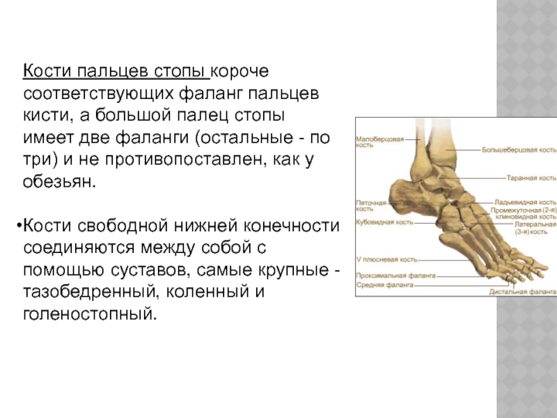 Кости пальцев