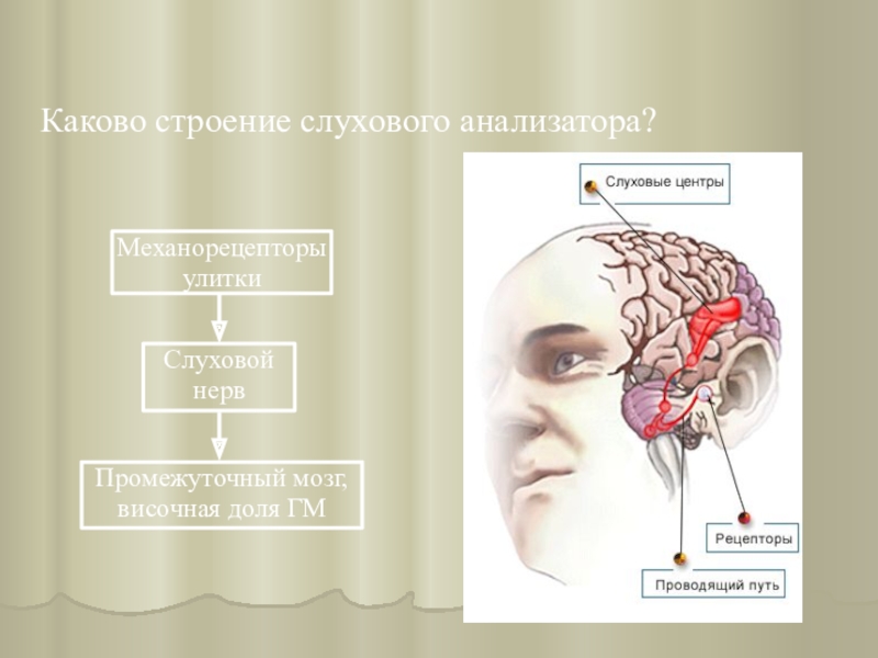 Анатомия слуховой анализатор презентация