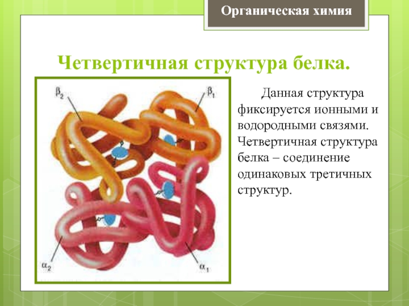 Соединение белка