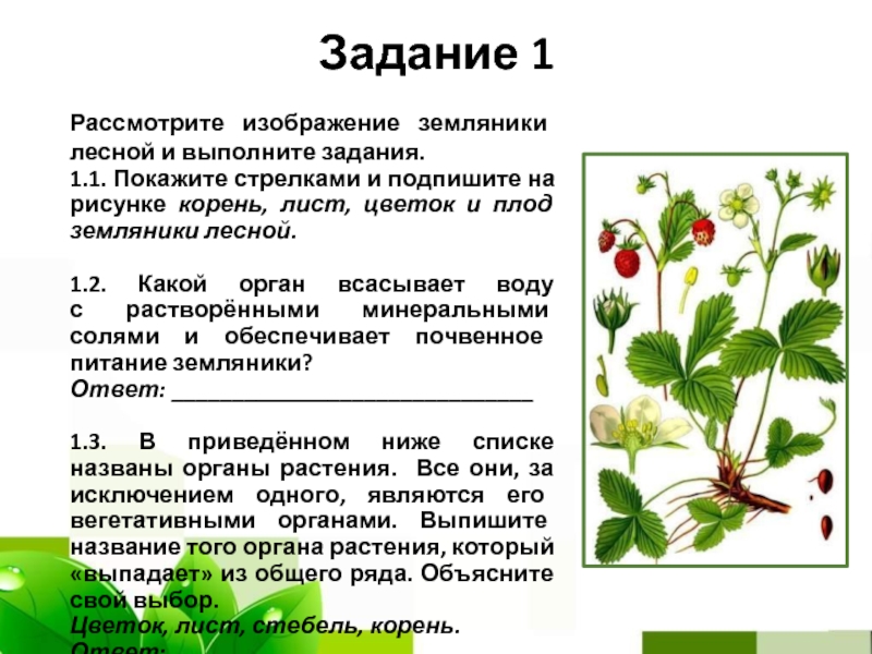 Рассмотрите изображение яблони и выполните задания впр