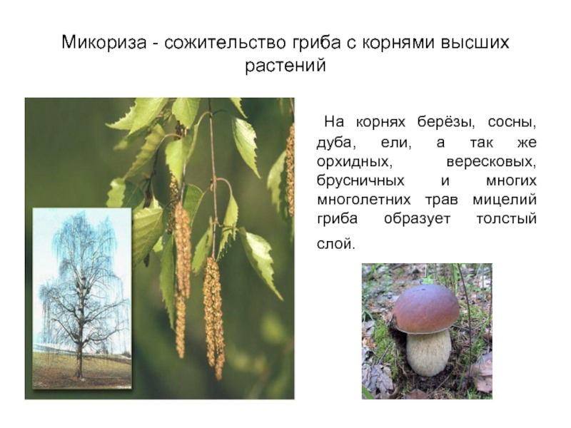 Микориза - сожительство гриба с корнями высших растений	На корнях берёзы, сосны, дуба, ели, а так же орхидных,
