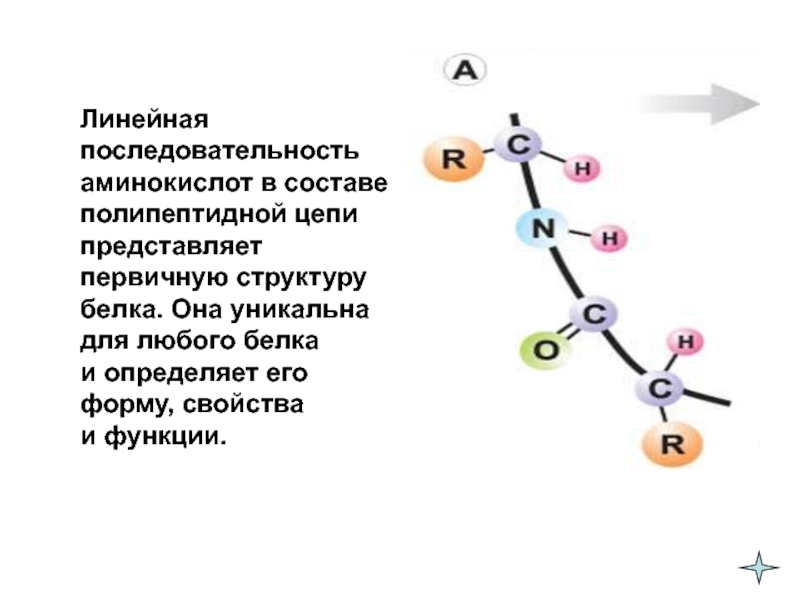 Пять аминокислот и цепь. Линейная последовательность аминокислот в составе полипептидной. Порядок чередования аминокислот в белках. Первичная структура белка. Линейная последовательность аминокислот в полипептидной цепи.