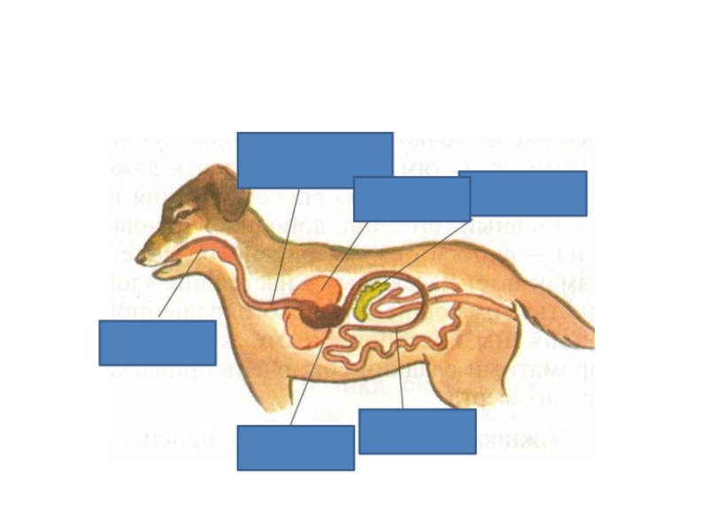Организм животного 4. Система пищеварения собаки схема. Органы пищеварительной системы животных. Строение пищеварительной системы собаки. Пищеварительная система собаки биология 6 класс.