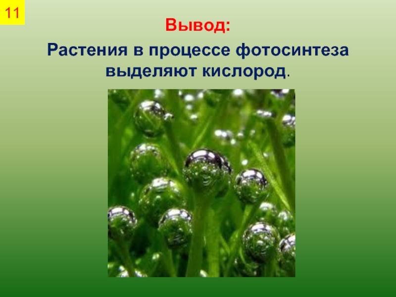 Какие растения кислород. Растения выделяют кислород в процессе. Растение которое не выделяет кислород. Процесс выделения кислорода растениями название. Выделения кислорода растениями в процессе фотосинтеза вывод.