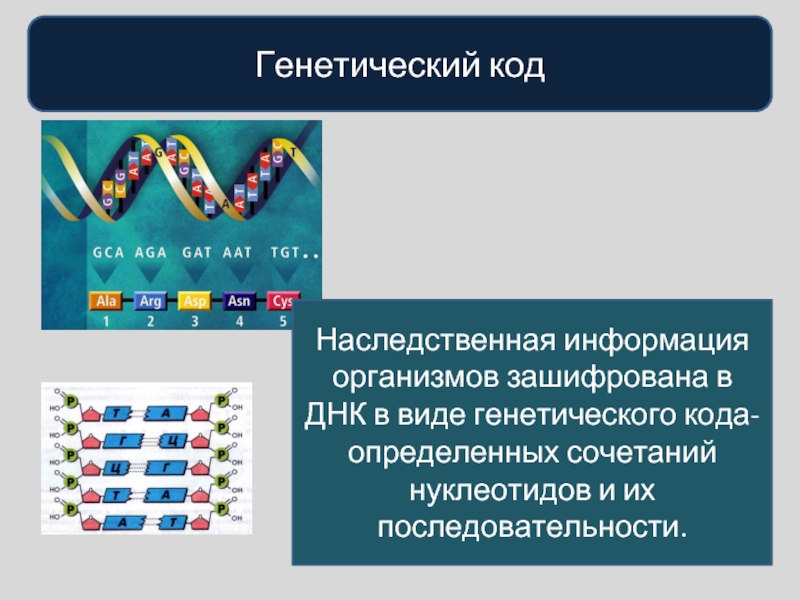 Реализация наследственной информации в клетке 10 класс презентация