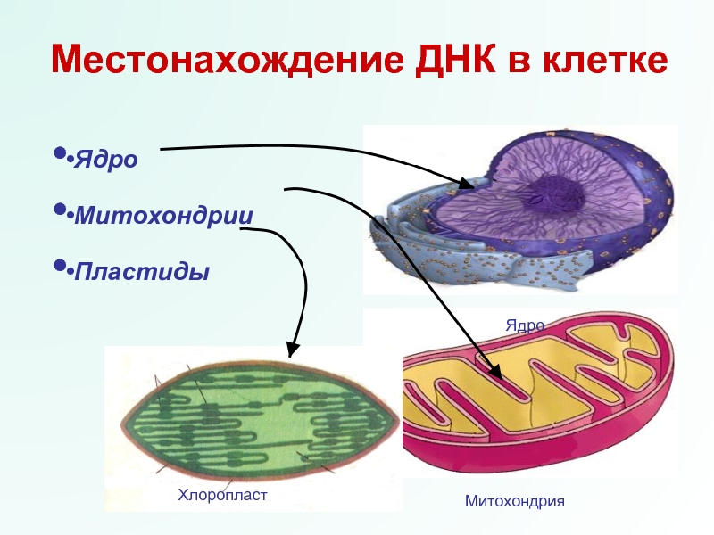 Хлоропласты строение митохондрии. Ядро митохондрии пластиды.