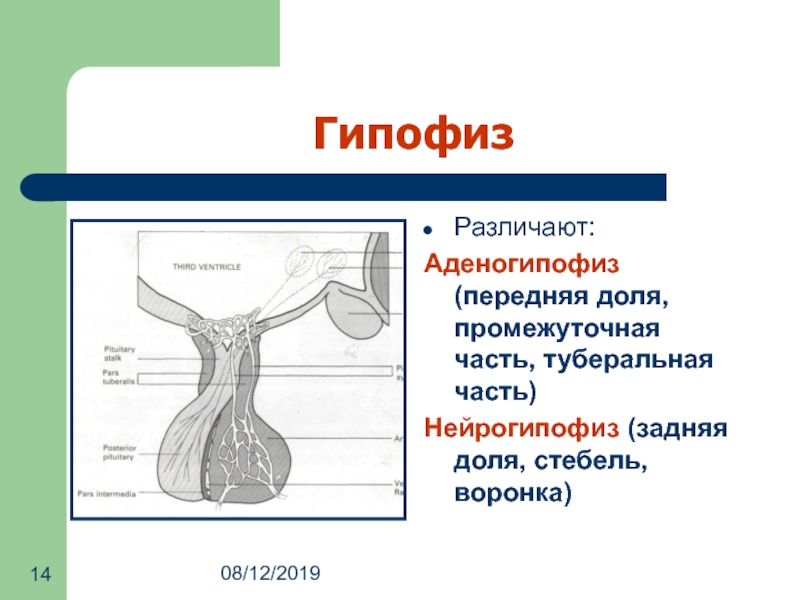 Гипофиз рисунок с подписями