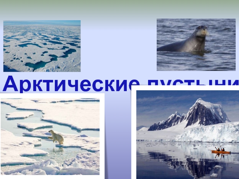 Презентация Зона арктических пустынь