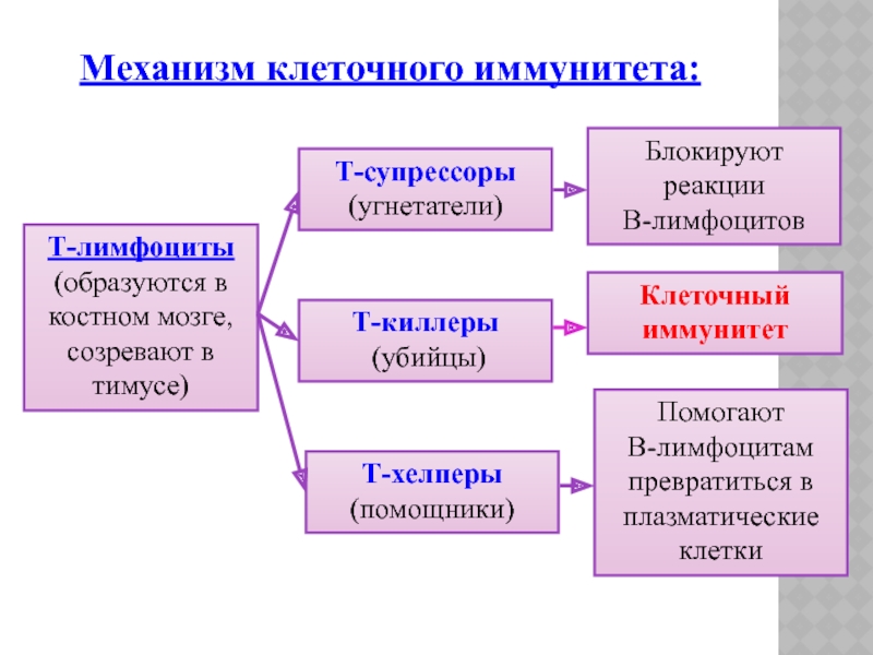 Механизмы клетки. Механизм клеточного иммунитета. Механизм развития клеточного иммунитета. Клеточные механищмы иммунитет. Т супрессоры.