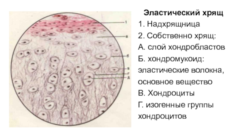 Волокнистый хрящ рисунок с подписями