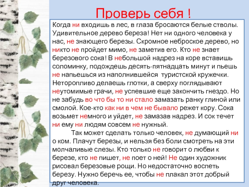 Диктант еловый лес 3 класс. Когда не входишь в лес в глаза бросаются белые. Береза дерево. Когда ни входишь в лес в глаза. Диктант берёза когда не входишь в лес в глаза.