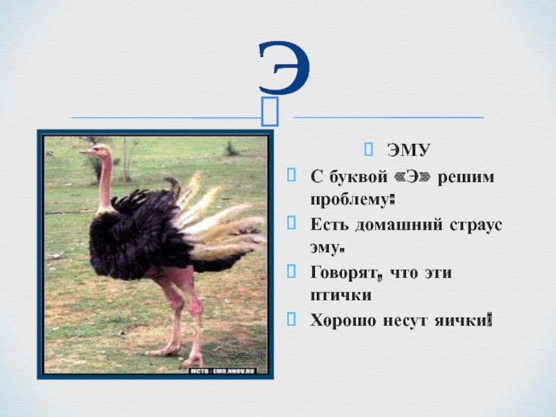 Животное на букву э. Птица на букву э похожая на страуса. Буква э эму. Домашняя птица на букву э. Страус эму с большой буквы или с маленькой.