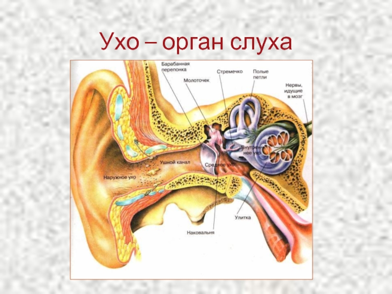 Органы чувств человека слух. Орган слуха 3 класс окружающий мир. Уши орган слуха. Органы чувств человека ухо. Сообщение на тему слух.