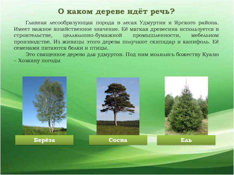 Основные лесные породы. Лесообразующие породы деревьев. Основные лесообразующие древесные породы. Главные лесообразующие породы. Основные лесообразующие породы хвойных лесов.