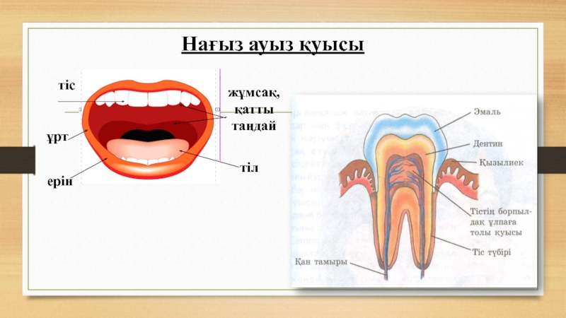 Ауыз алу. Бадамша бездері анатомия. Ауыз бекитердеги дуга. Рыба Капкас ауыз по русски.