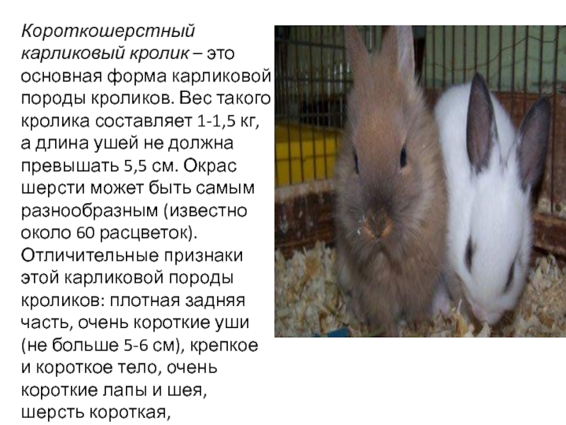 Короткошерстный карликовый кролик – это основная форма карликовой породы кроликов. Вес такого кролика составляет 1-1,5 кг, а длина