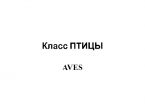 Класс ПТИЦЫ AVES
