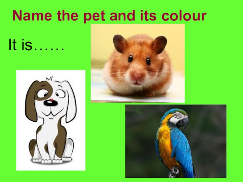 What Pets have you got. I like its Color про животное для детей.