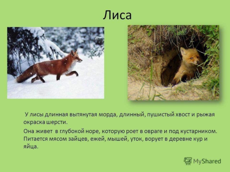 Приспособление лисы к жизни. Доклад о лисе. Лиса животное описание. Лиса описание чем питается. Лиса дикое животное описание.