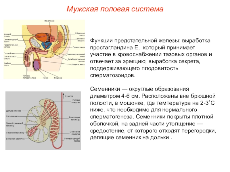 Функция яичек у мужчин. Кровоснабжение предстательной железы анатомия. Предстательная железа функции. Иннервация предстательной железы. Предстательная железа строение и функции.
