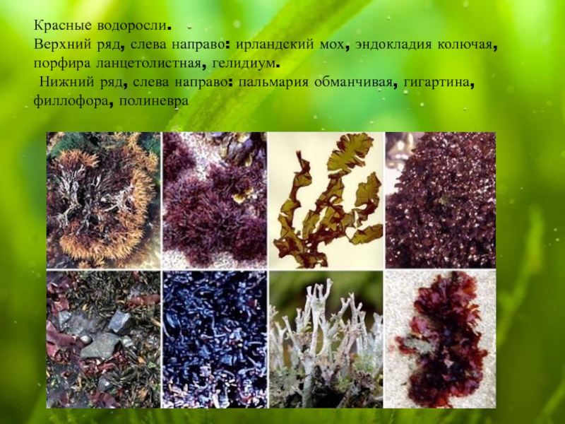 Биология водоросли сообщение. Виды водорослей. Водоросли дополнительный материал. Водоросли презентация. Доклад про водоросли.