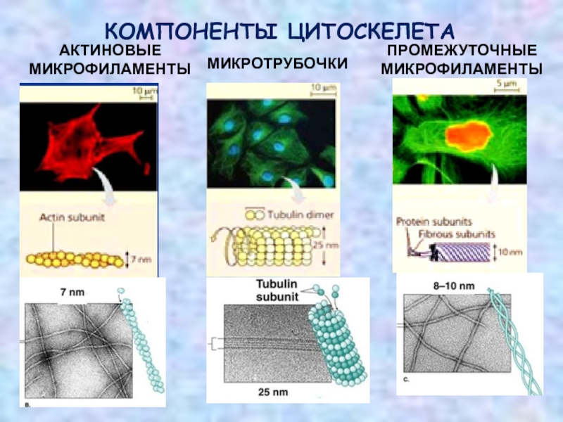 Функция плотной пластинки