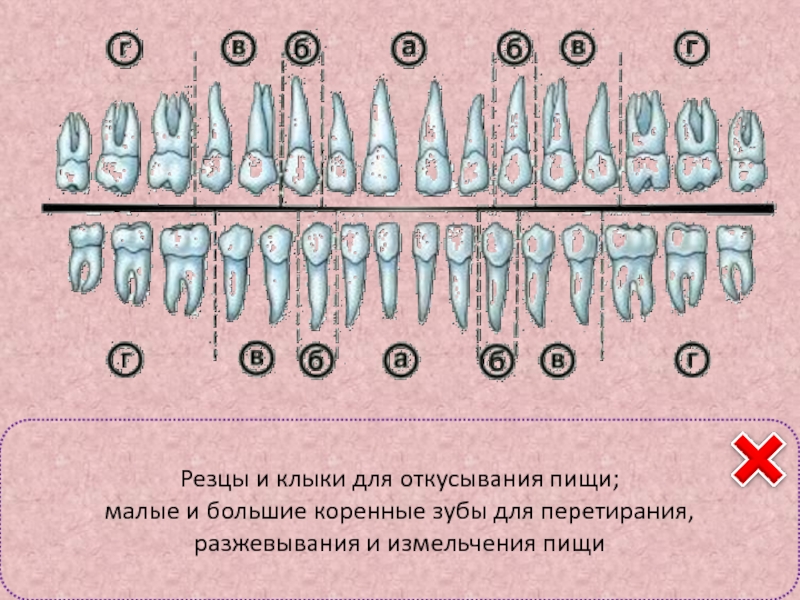 Почему зубы отличаются между собой у разных. Классификация зубов. Строение и классификация зубов. Зубы классификация зубов. Нумерация и название зубов.