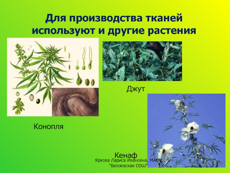 У каких растений 5 тканей. Растения для производства тканей. Растения используемые для тканей. Ткани растений. Какие растения используют для производства ткани.