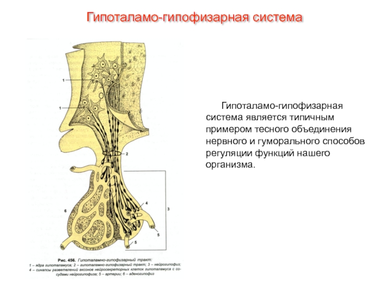 Гипоталамо гипофизарная система гистология рисунок