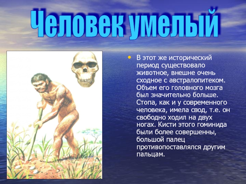 Период существовавший. Человек умелый исторический Возраст. Человек умелый черты. Человек умелый появился в эпоху. Рамапитек австралопитек.