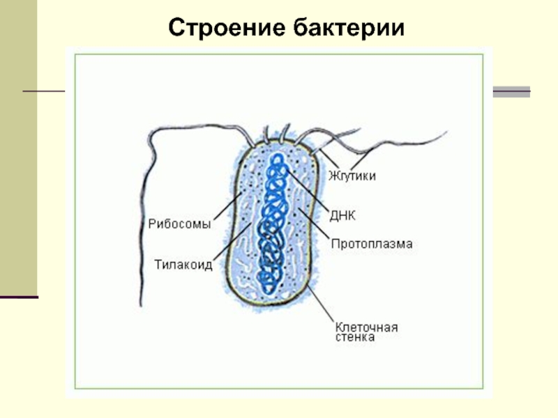 Презентация биология бактерии 6 класс биология