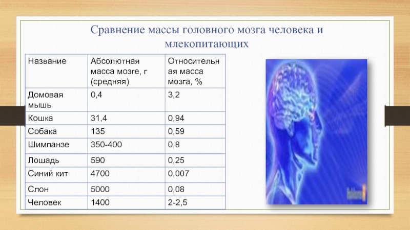 Вес мозга. Сравнение массы головного мозга человека и млекопитающих. Масса мозга млекопитающие. Вес мозга млекопитающих. Относительная масса мозга.