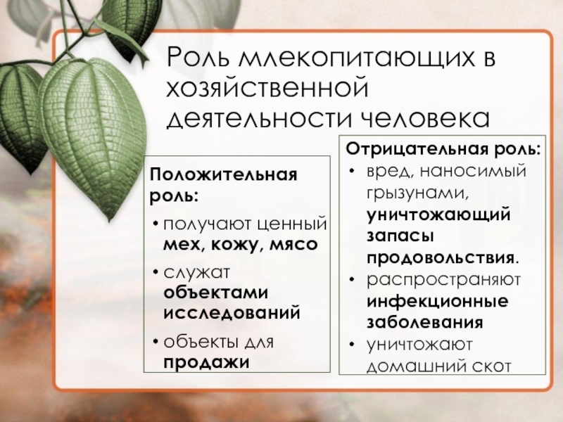 Значение млекопитающих в природе и жизни человека презентация 7 класс