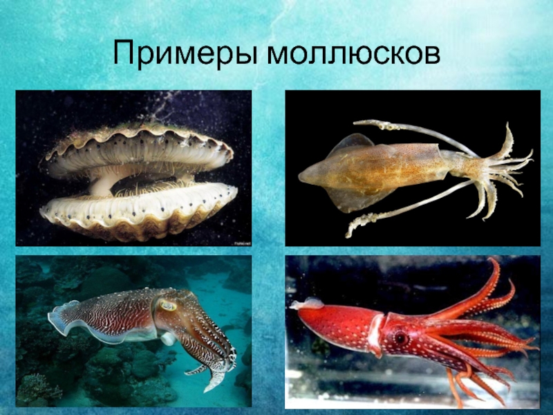 Класс моллюски примеры. Примеры моллюсков. Моллюски и ракообразные примеры. Моллюсков примеры примеры. Примеры моллюсков паразитов.