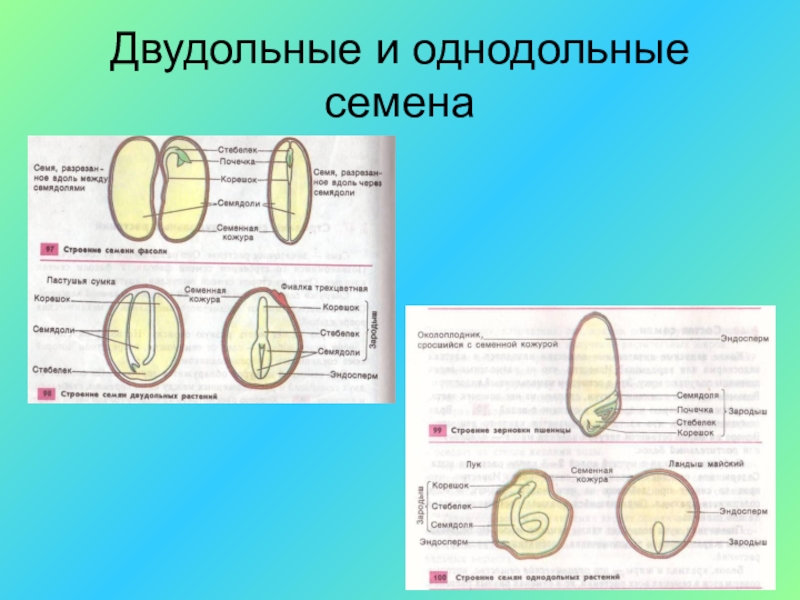 Три примера однодольные и двудольные. Однодольное семя и двудольное семя. Однодольные и двудольные семена. Семена к однодольным или двудольные. Однодольные семена и двудольные семена.