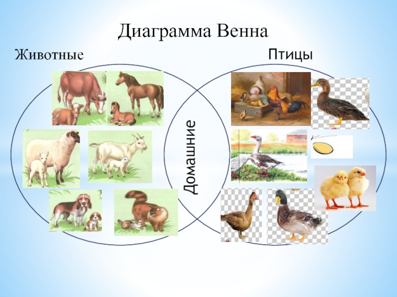 Диаграмма венна растения и животные