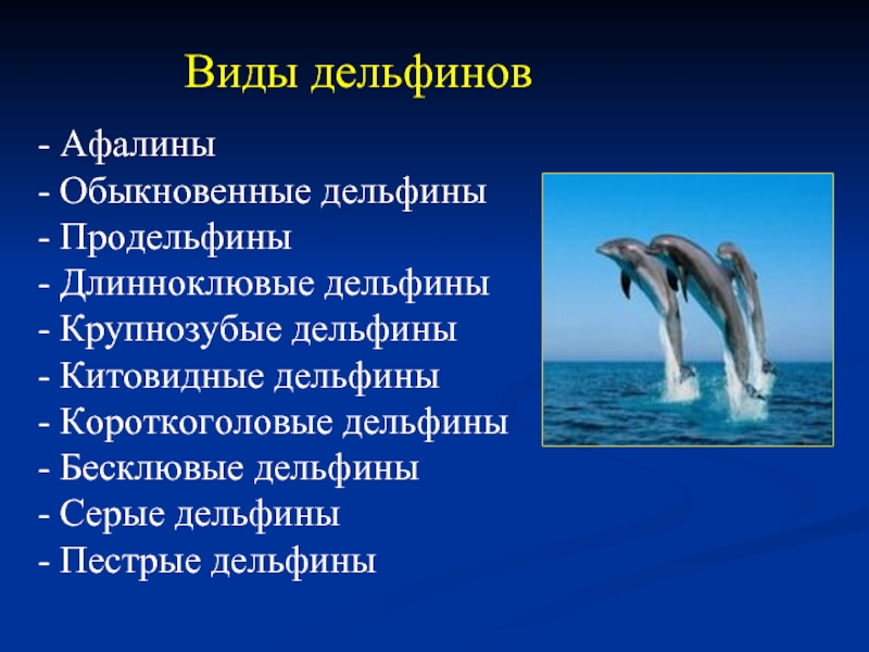 Виды дельфинов- Афалины - Обыкновенные дельфины- Продельфины - Длинноклювые дельфины - Крупнозубые дельфины- Китовидные дельфины - Короткоголовые