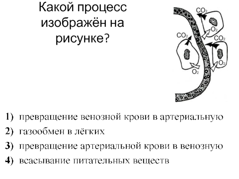 Какой процесс происходит в анатомическом образовании изображенном на рисунке освобождение