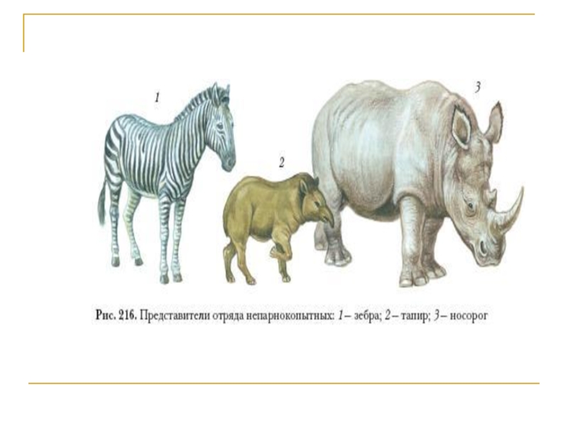 Ластоногие и китообразные парнокопытные и непарнокопытные хоботные 7 класс презентация