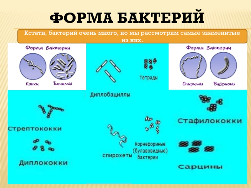 Проект виды бактерий